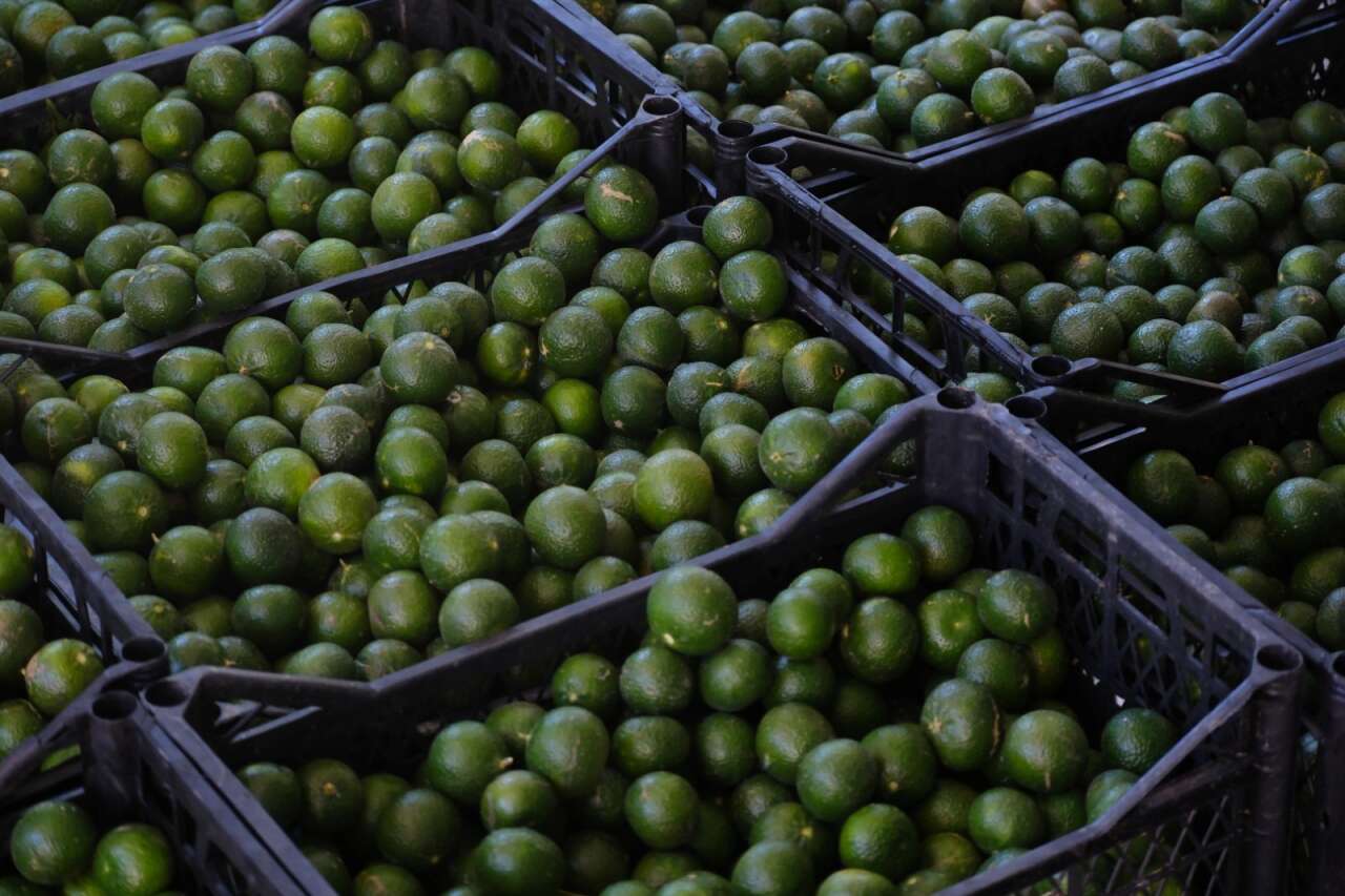 Bodrum’un Coğrafi İşaretli Mandalini Türkiye Genelinde Tüketiciyle Buluşuyor 4